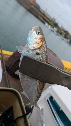 コノシロの釣果