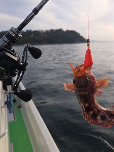 アコウの釣果