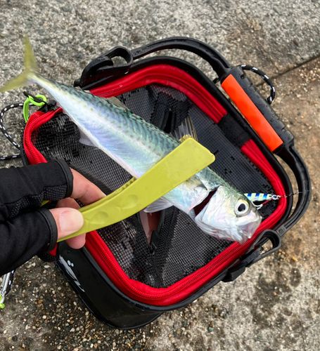 サバの釣果