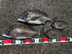 チヌの釣果