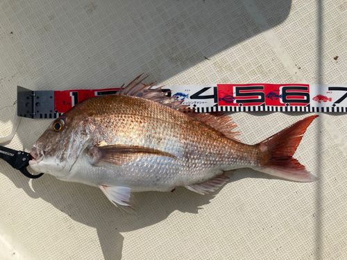タイの釣果