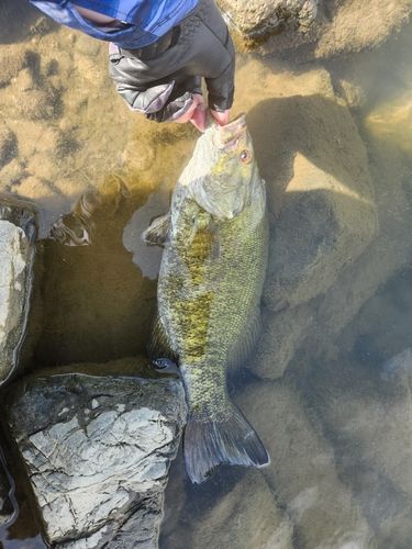 スモールマウスバスの釣果
