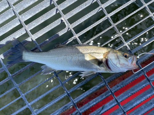 スズキの釣果