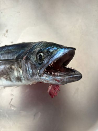 サゴシの釣果