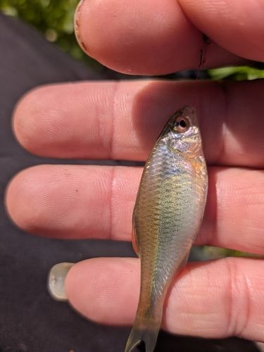 ヤリタナゴの釣果