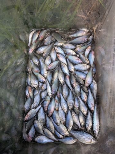 外房で釣れたタナゴの釣り・釣果情報 - アングラーズ | 釣果600万件の