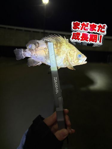 シロメバルの釣果