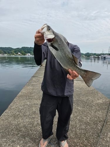 ヒラスズキの釣果