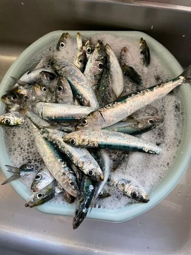 イワシの釣果