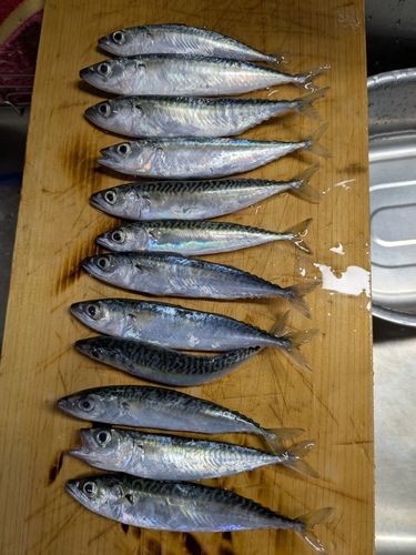 サバの釣果