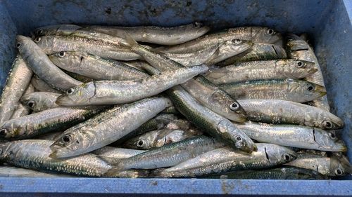 イワシの釣果