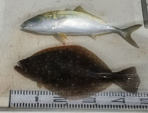 ヒラメの釣果