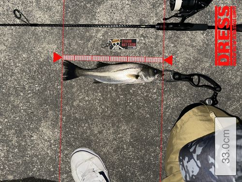 シーバスの釣果