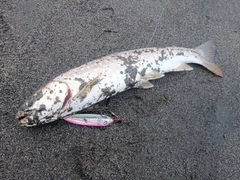 アメマスの釣果