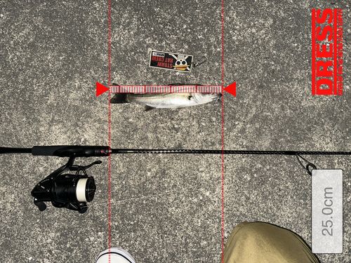 シーバスの釣果