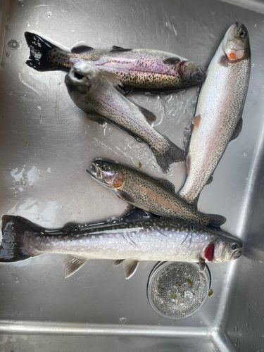 トラウトの釣果