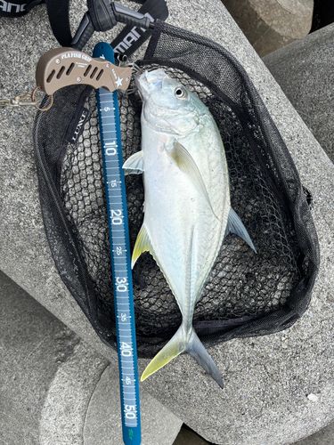 オニヒラアジの釣果