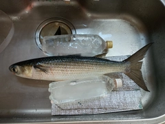 ボラの釣果