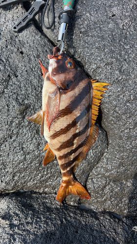 タカノハダイの釣果