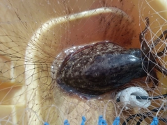 モンゴウイカの釣果