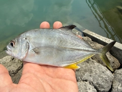 メッキの釣果