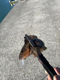 アイナメの釣果