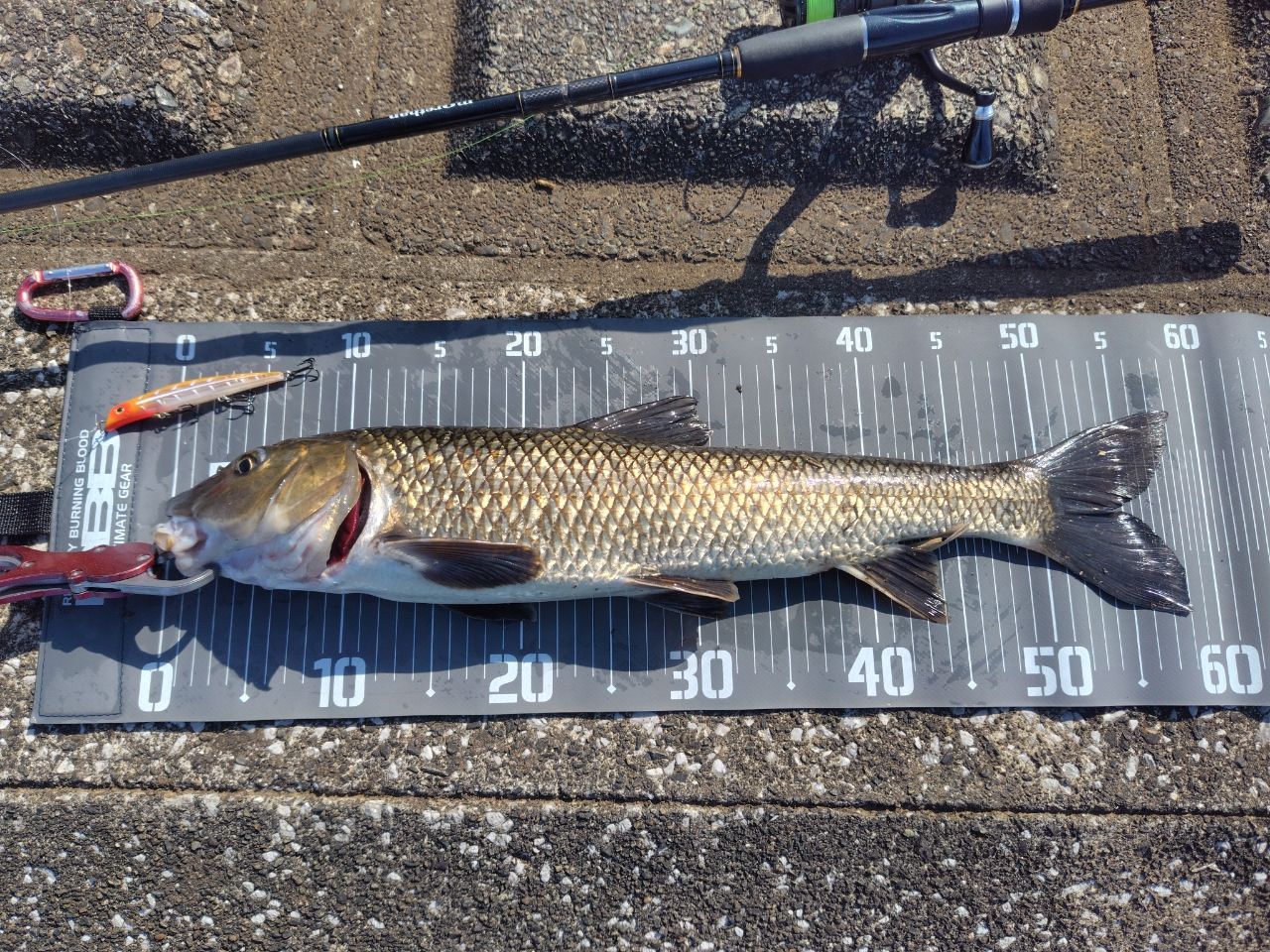 DAIWA 15モアザン モバイル 87MLS-5の最安値・インプレ・釣果 | 本音の