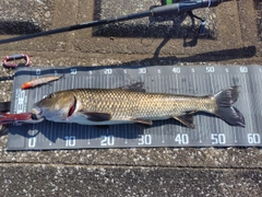 ニゴイの釣果