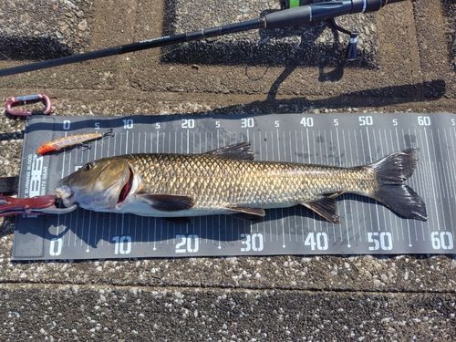 ニゴイの釣果