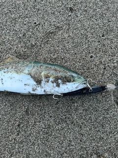 フクラギの釣果