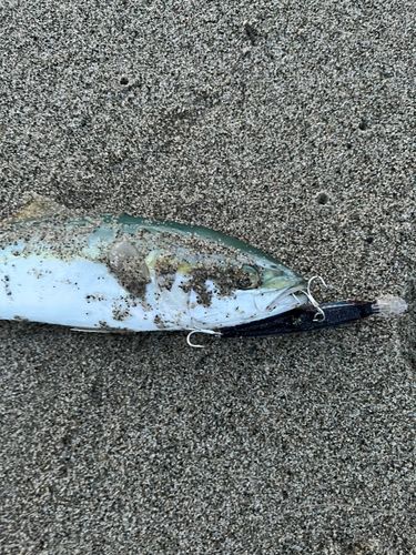 フクラギの釣果