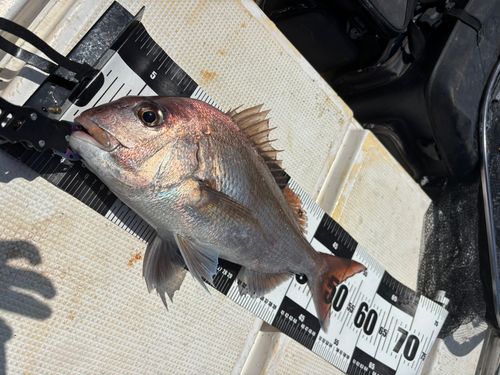 マダイの釣果