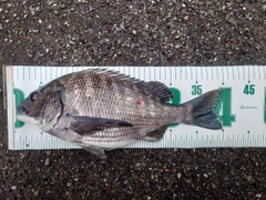 クロダイの釣果