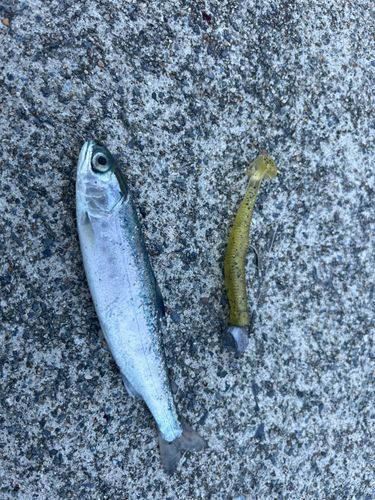 サクラマスの釣果