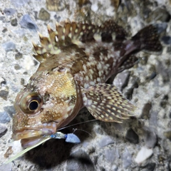 カサゴの釣果