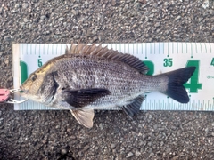 クロダイの釣果