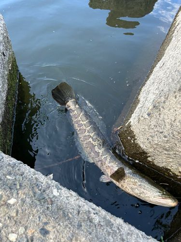 ライギョの釣果