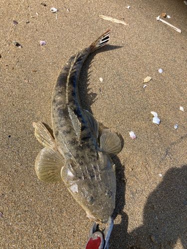 コチの釣果
