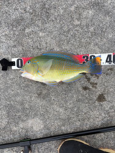 マクブの釣果