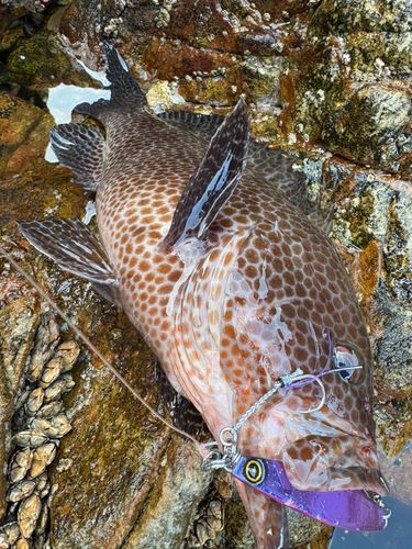 オオモンハタの釣果