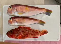 アカアマダイの釣果