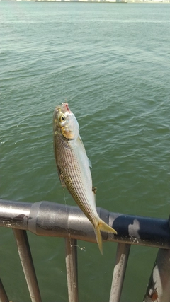 コノシロの釣果