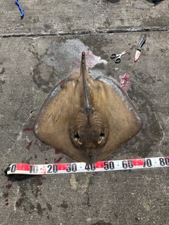 アカエイの釣果
