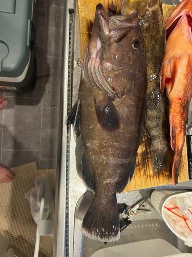 マハタの釣果
