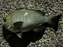 メジナの釣果
