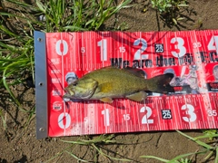 スモールマウスバスの釣果