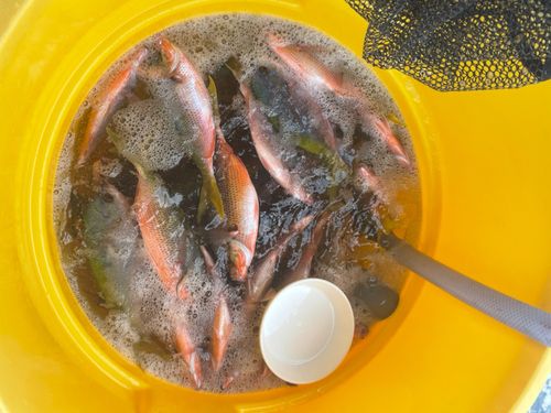 グルクンの釣果