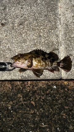 カサゴの釣果