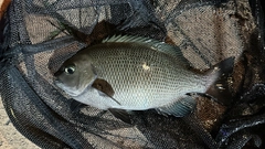 メジナの釣果