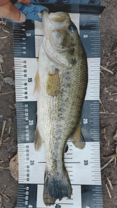 ラージマウスバスの釣果